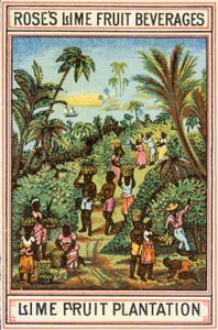 Lime Fruit Plantation by English School