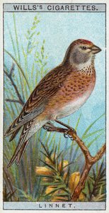 Linnet by English School