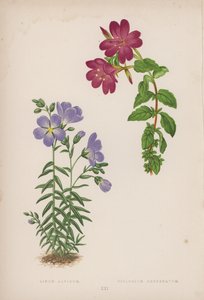 Linum Alpinum; Epilobium Obcordatum by English School