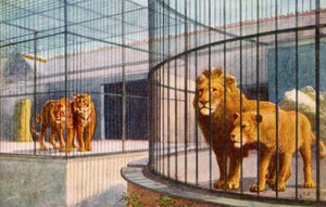 Lions and Tigers in the Zoo