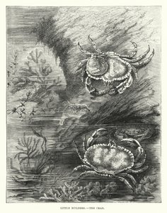 Little Builders, The Crab