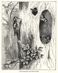 Little Builders, The Woodpecker by English School