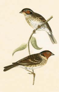 Little Bunting, Illustration from 