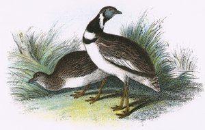 Little Bustard by English School