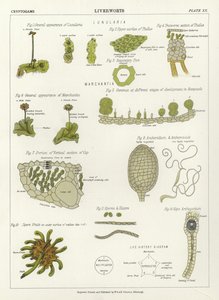 Liverworts