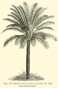Living Cycad (Cycas Circinalis) of the Malabar Coast