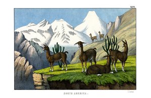 Llama by English School