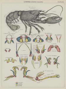 Lobster, Homarus Vulgaris