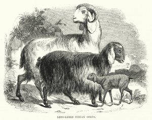 Long-Eared Syrian Goats by English School