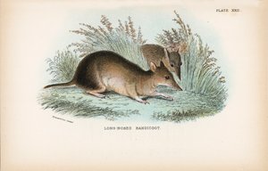 Long-Nosed Bandicoot