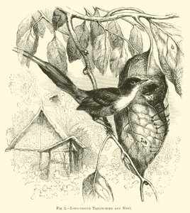 Long-tailed Tailor-bird and Nest by English School