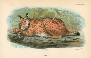 Lynx by English School