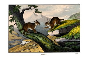 Lynx by English School