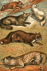 Lynx, Cross Fox, Arctic Fox, Common Fox and Cheetah