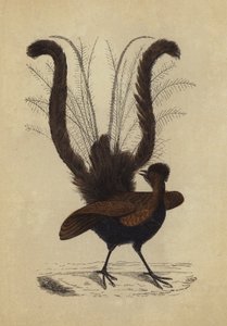 Lyre Bird by English School