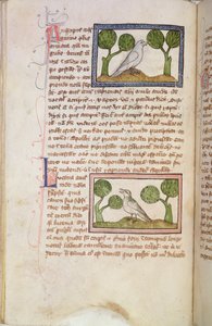 Page of Text with a White Hawk and a Nightingale, from a Bestiary