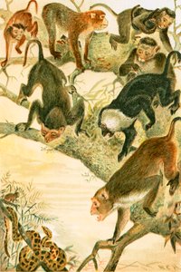 Macaques