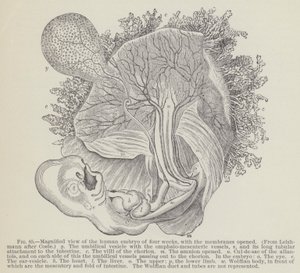 Magnified view of the human embryo of four weeks, with the membranes opened