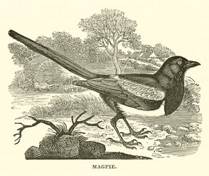 Magpie (engraving) by English School
