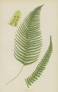 Male Fern by English School