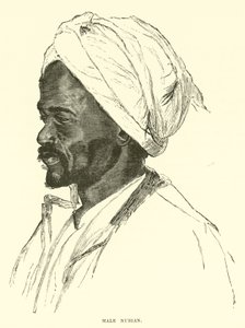 Male Nubian by English School