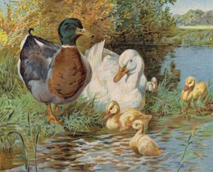 Mallard ducks and ducklings in a pond