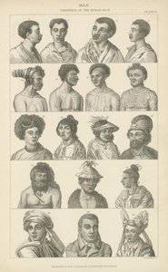 Man. Varieties of the human race by English School