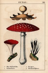 Many-cleft earthstar Geastrum, carmine Peziza, fly agaric Amanita muscaria, and flat-horned sphaeria mushrooms, from 