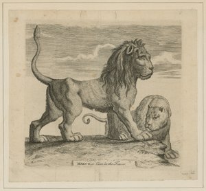 Marco, a Lion in the Tower of London by English School