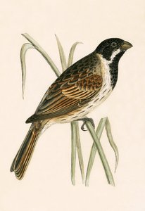 Marsh Bunting, illustration from 