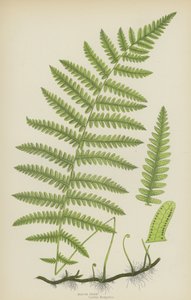 Marsh Fern by English School