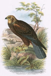 Marsh Harrier by English School