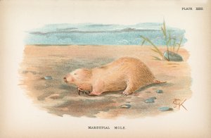 Marsupial Mole by English School