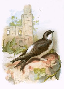 Martin by English School