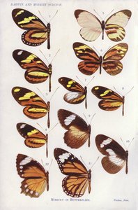 Mimicry in Butterflies by English School