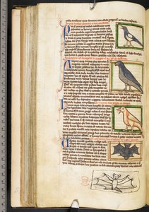 Miniatures of birds, and marginal drawing of a bat, from Theological miscellany, including the Summa de vitiis, Harley 3244, f.55v, c.1236-50