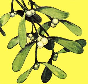 Mistletoe by English School