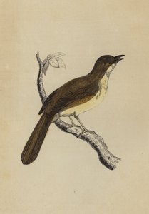 Mocking Bird