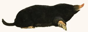 Mole by English School