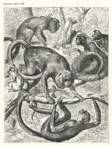 Monkeys