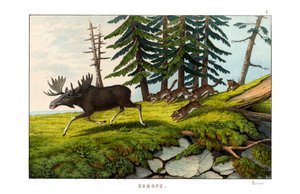 Moose-deer by English School