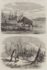 Moose Hunting in Canada by English School
