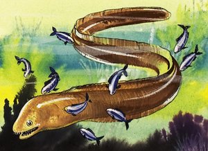 Moray Eel by English School