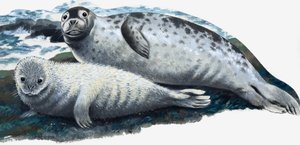 Mother and Baby Seal