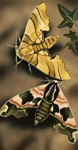 Moths by English School