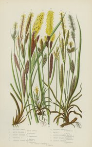 Mountain Carex, Round Headed Carex, Dwarf Silvery Carex, Fingered Carex, Larger Dawny Fruited by English School