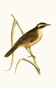 Moustached Warbler, Illustration from 