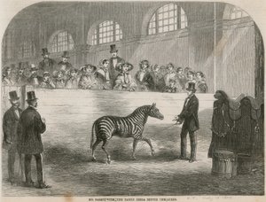 Mr. Rarey with the Tamed Zebra Before the Queen