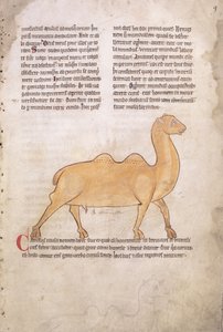 Camel from a Bestiary in Latin, English, Early 13th Century