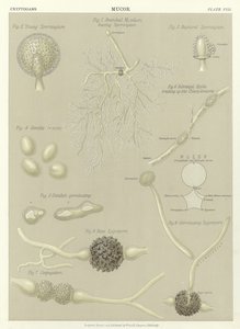 Mucor